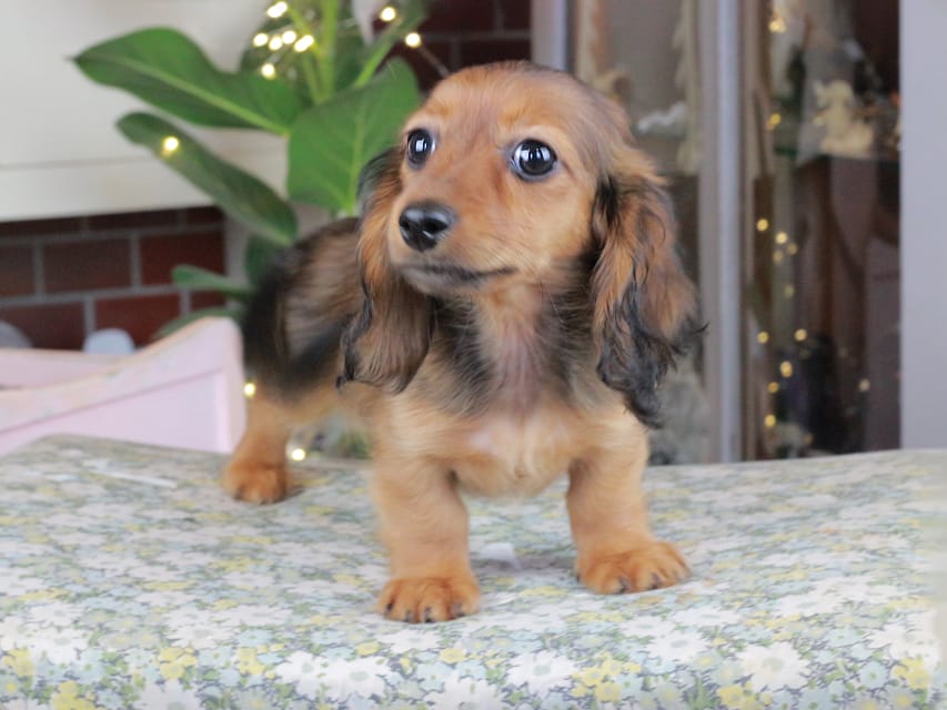 カニンヘンダックスフンド ミスト&竹千代の子犬 シェーデットレッド 女の子（2）