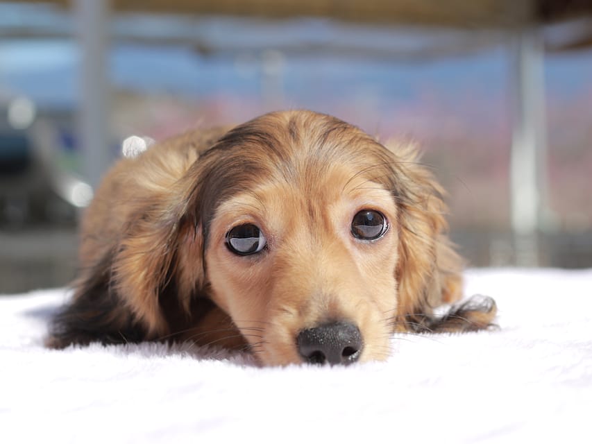カニンヘン ダックスフンド フルーティ ＆ ジルベールの子犬 レディッシュイエロー 男の子