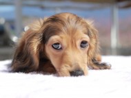 Kaninchen_Dachshund_0618