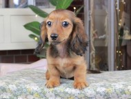 Kaninchen_Dachshund_0619