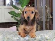 Kaninchen_Dachshund_0628 Kaninchen_Dachshund_0628