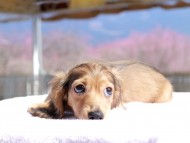 Kaninchen_Dachshund_0628