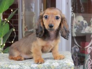 Kaninchen_Dachshund_0630