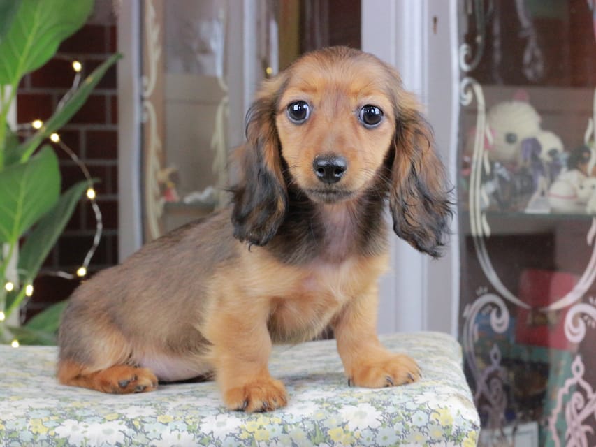 カニンヘンダックスフンド ミスト&竹千代の子犬 シェーデットレッド 女の子（2）