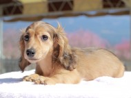 フルーティ ＆ ジルベールの子犬 レディッシュイエロー 男の子 カニンヘンダックスフンド