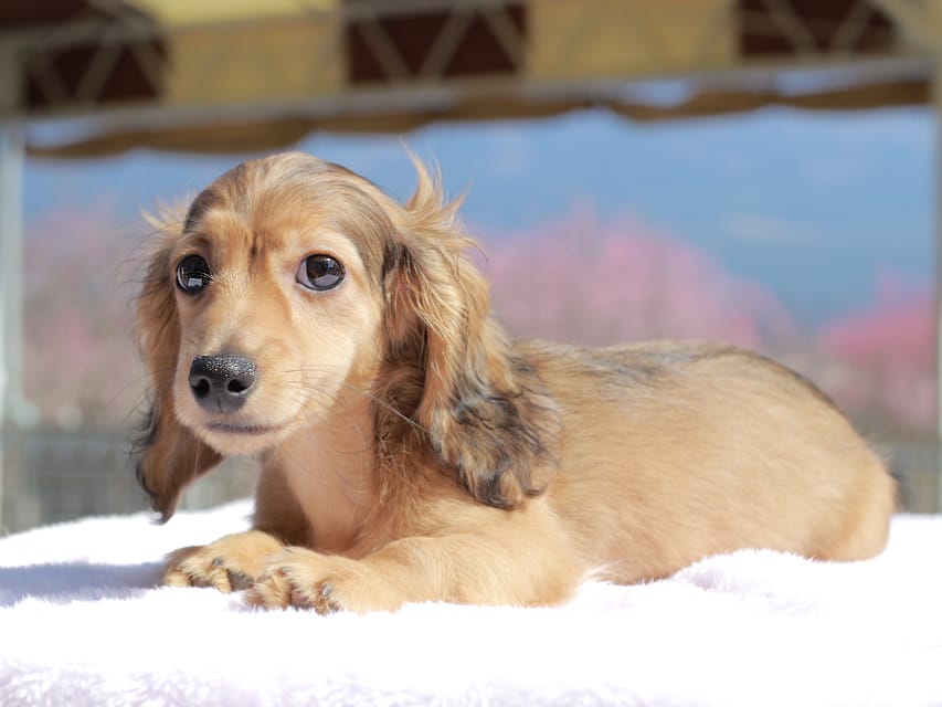 カニンヘン ダックスフンド フルーティ ＆ ジルベールの子犬 レディッシュイエロー 男の子