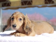 Kaninchen_Dachshund_0634