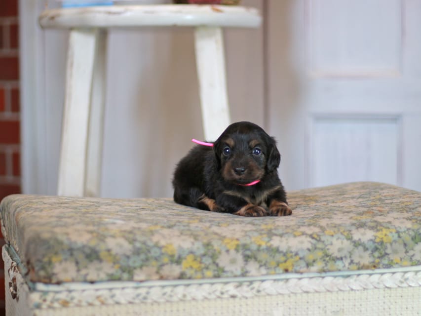 カニンヘン ダックスフンド さくら&ブルースの子犬 ブラックタン 女の子Kaninchen_Dachshund_0635 カニンヘン ダックスフンド さくら&ブルースの子犬 ブラックタン 女の子