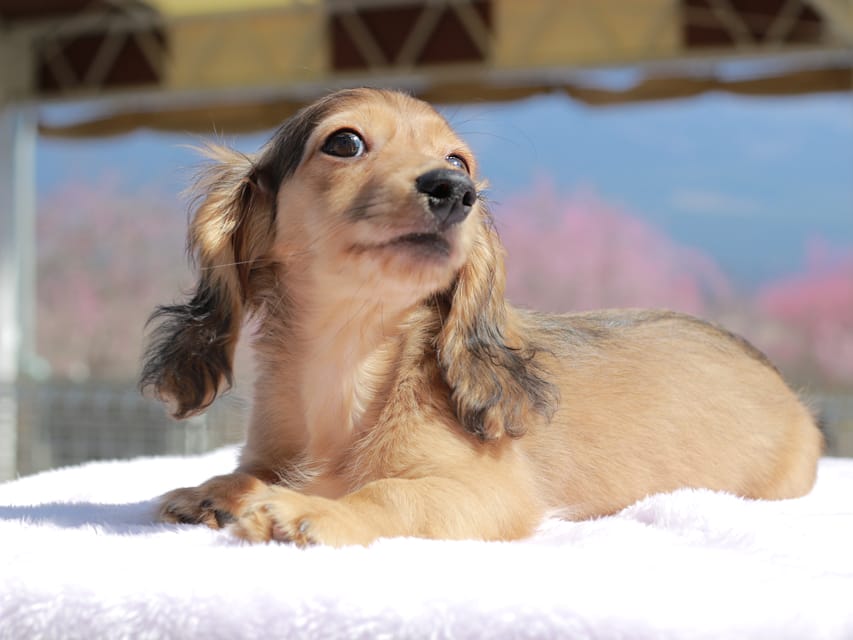 カニンヘン ダックスフンド フルーティ ＆ ジルベールの子犬 レディッシュイエロー 男の子