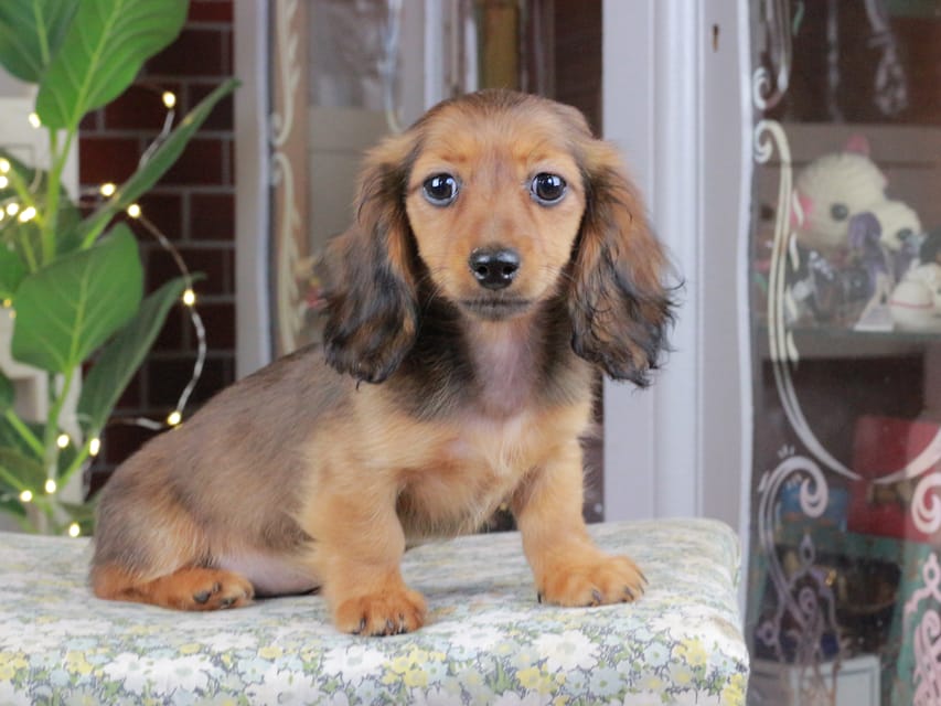 カニンヘンダックスフンド ミスト&竹千代の子犬 シェーデットレッド 女の子（2）