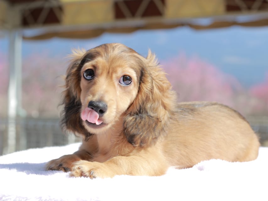 カニンヘン ダックスフンド フルーティ ＆ ジルベールの子犬 レディッシュイエロー 男の子
