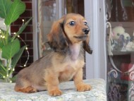 Kaninchen_Dachshund_0642