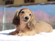 Kaninchen_Dachshund_0642