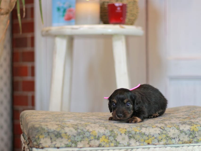 カニンヘン ダックスフンド さくら&ブルースの子犬 ブラックタン 女の子Kaninchen_Dachshund_0643 カニンヘン ダックスフンド さくら&ブルースの子犬 ブラックタン 女の子