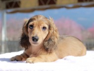 Kaninchen_Dachshund_0643