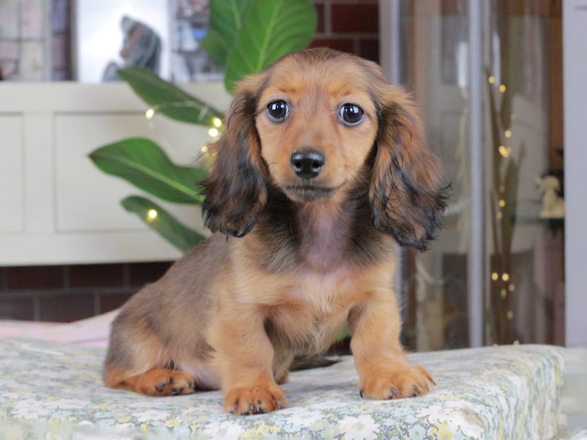 カニンヘンダックスフンド ミスト&竹千代の子犬 シェーデットレッド 女の子（2）