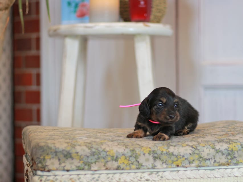 カニンヘン ダックスフンド さくら&ブルースの子犬 ブラックタン 女の子Kaninchen_Dachshund_0650 カニンヘン ダックスフンド さくら&ブルースの子犬 ブラックタン 女の子