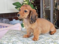 Kaninchen_Dachshund_0656