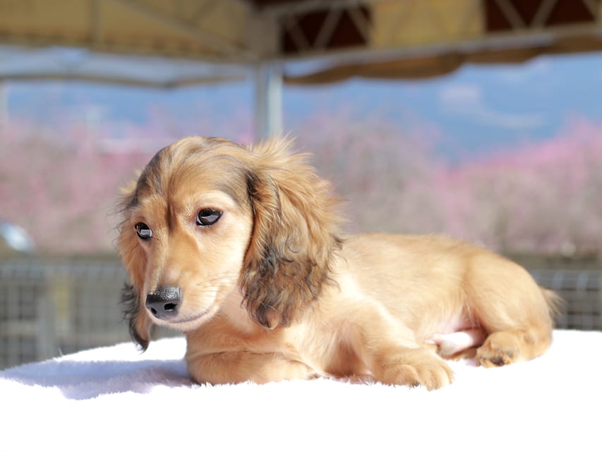 カニンヘン ダックスフンド フルーティ ＆ ジルベールの子犬 レディッシュイエロー 男の子