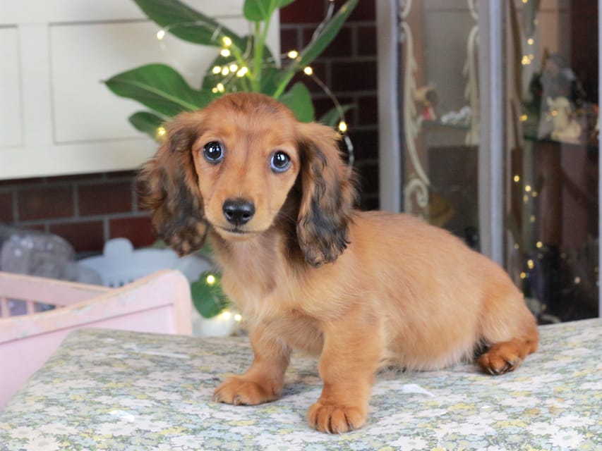 カニンヘンダックスフンド ミスト&竹千代の子犬 シェーデットレッド 女の子（3）