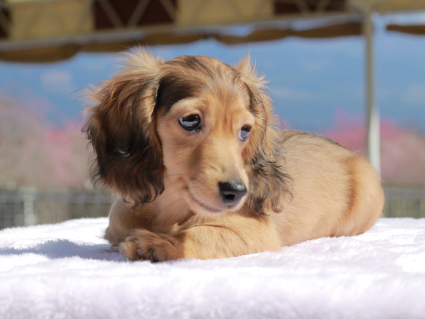 カニンヘン ダックスフンド フルーティ ＆ ジルベールの子犬 レディッシュイエロー 男の子