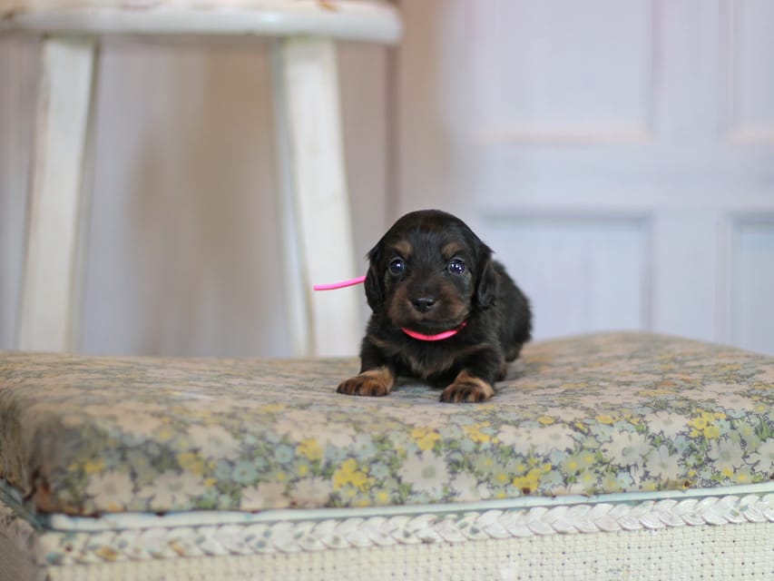 カニンヘン ダックスフンド さくら&ブルースの子犬 ブラックタン 女の子Kaninchen_Dachshund_0659 カニンヘン ダックスフンド さくら&ブルースの子犬 ブラックタン 女の子