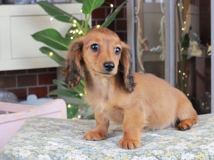 カニンヘンダックスフンド ミスト&竹千代の子犬 シェーデットレッド 女の子（3）