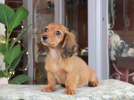 Kaninchen_Dachshund_0665 Kaninchen_Dachshund_0665
