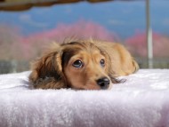 Kaninchen_Dachshund_0665 Kaninchen_Dachshund_0665