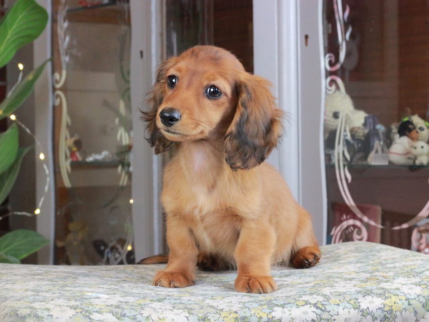 カニンヘンダックスフンド ミスト&竹千代の子犬 シェーデットレッド 女の子（3）