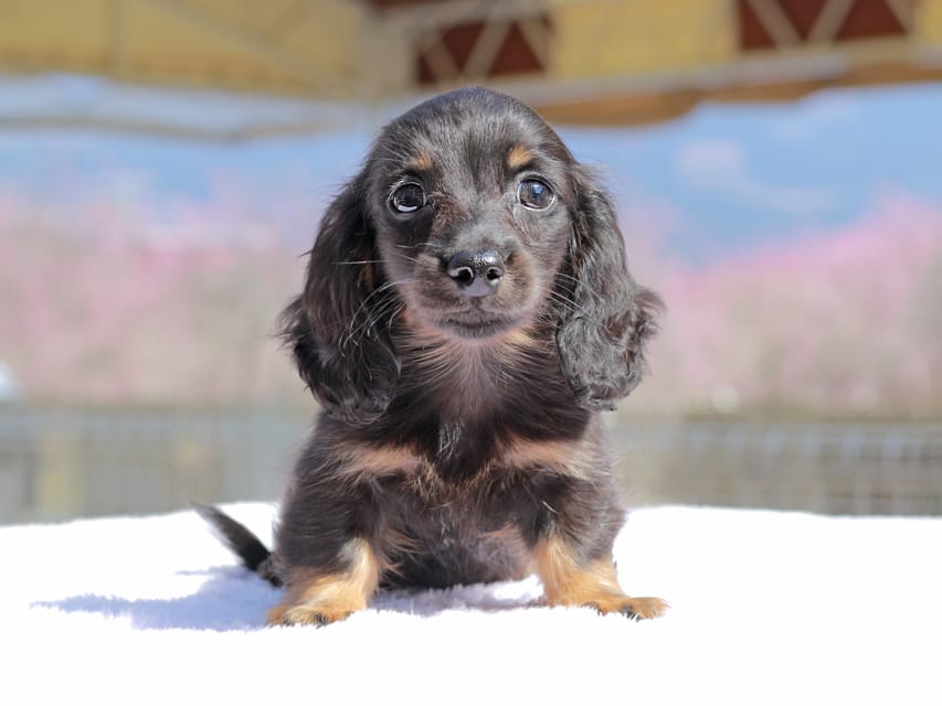 カニンヘン ダックスフンド アンリブレ & リバティーの子犬 ブラックタン 男の子Kaninchen_Dachshund_0671 カニンヘン ダックスフンド アンリブレ & リバティーの子犬 ブラックタン 男の子