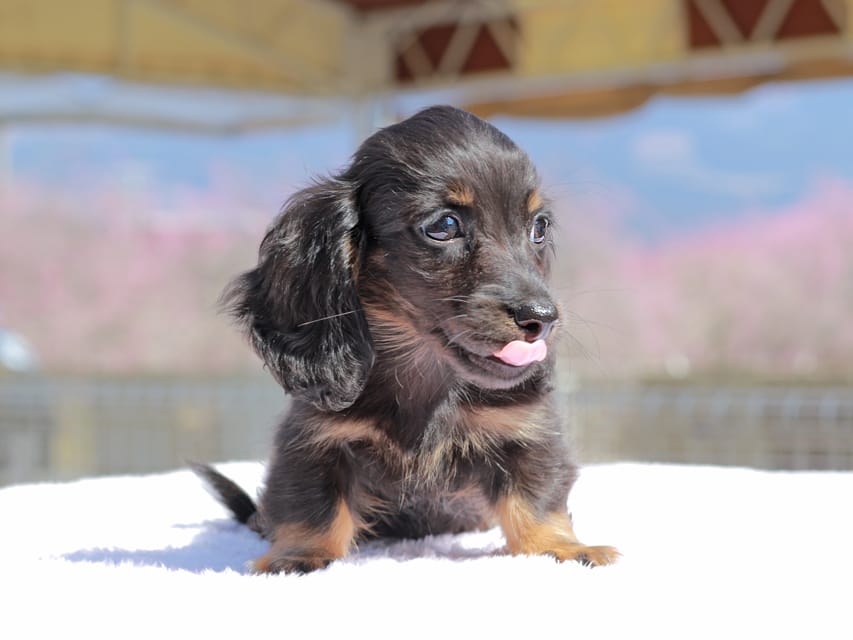 カニンヘン ダックスフンド アンリブレ & リバティーの子犬 ブラックタン 男の子Kaninchen_Dachshund_0673 カニンヘン ダックスフンド アンリブレ & リバティーの子犬 ブラックタン 男の子