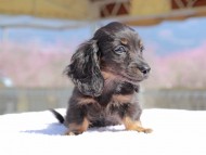 Kaninchen_Dachshund_0674