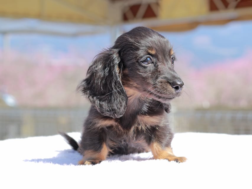 カニンヘン ダックスフンド アンリブレ & リバティーの子犬 ブラックタン 男の子Kaninchen_Dachshund_0674 カニンヘン ダックスフンド アンリブレ & リバティーの子犬 ブラックタン 男の子