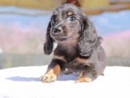 アンリブレ ＆ リバティーの子犬 ブラックタン 男の子 カニンヘンダックスフンド