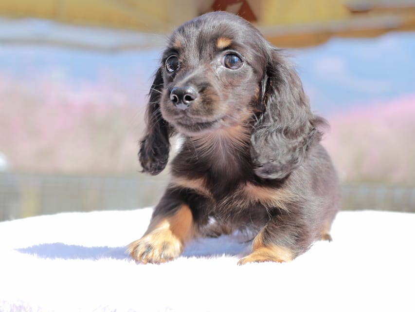 カニンヘン ダックスフンド アンリブレ & リバティーの子犬 ブラックタン 男の子Kaninchen_Dachshund_0678 カニンヘン ダックスフンド アンリブレ & リバティーの子犬 ブラックタン 男の子