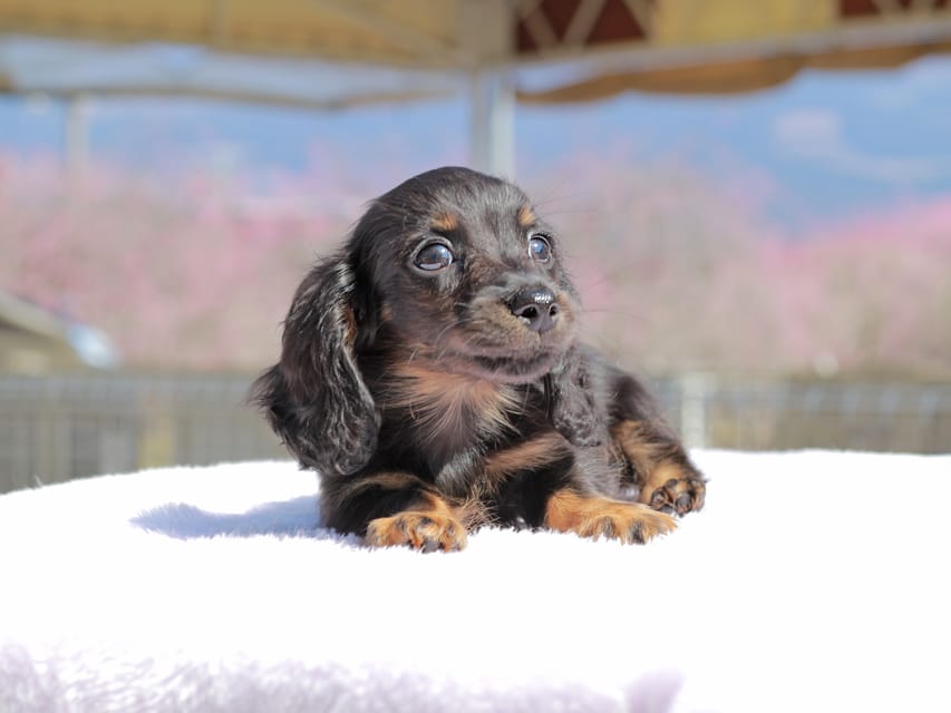 カニンヘン ダックスフンド アンリブレ & リバティーの子犬 ブラックタン 男の子Kaninchen_Dachshund_0688 カニンヘン ダックスフンド アンリブレ & リバティーの子犬 ブラックタン 男の子