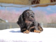 Kaninchen_Dachshund_0689