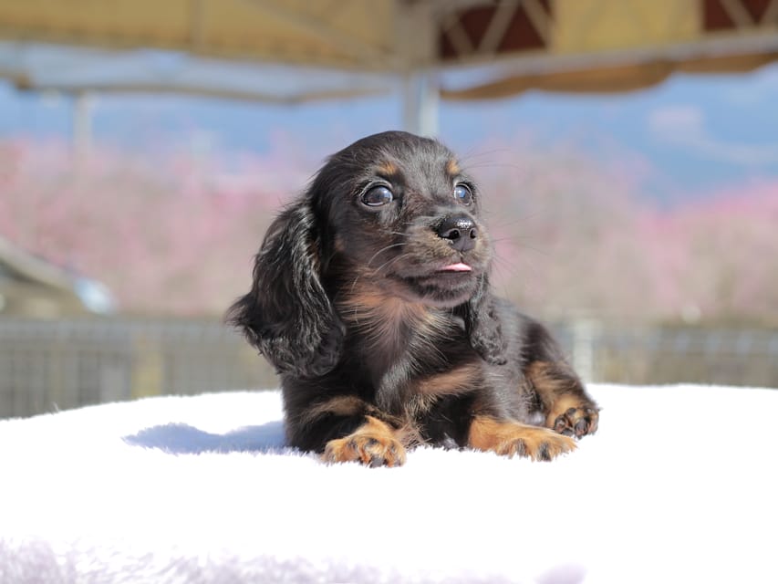 カニンヘン ダックスフンド アンリブレ & リバティーの子犬 ブラックタン 男の子Kaninchen_Dachshund_0689 カニンヘン ダックスフンド アンリブレ & リバティーの子犬 ブラックタン 男の子
