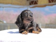 Kaninchen_Dachshund_0690