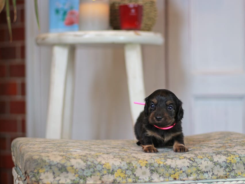 カニンヘン ダックスフンド さくら&ブルースの子犬 ブラックタン 女の子Kaninchen_Dachshund_0691 カニンヘン ダックスフンド さくら&ブルースの子犬 ブラックタン 女の子