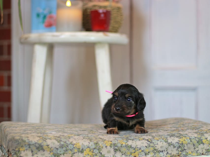 カニンヘン ダックスフンド さくら&ブルースの子犬 ブラックタン 女の子Kaninchen_Dachshund_0695 カニンヘン ダックスフンド さくら&ブルースの子犬 ブラックタン 女の子