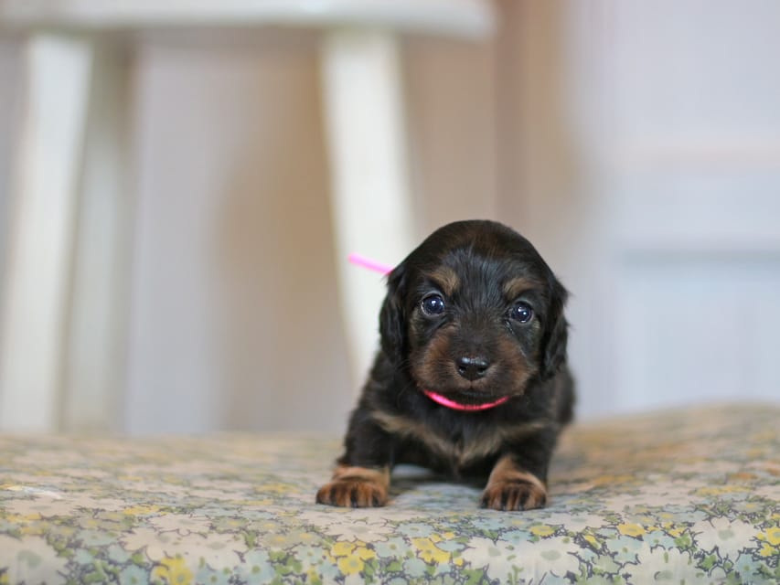 カニンヘン ダックスフンド さくら&ブルースの子犬 ブラックタン 女の子Kaninchen_Dachshund_0697 カニンヘン ダックスフンド さくら&ブルースの子犬 ブラックタン 女の子
