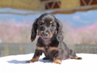 アンリブレ ＆ リバティーの子犬 ブラックタン 女の子 カニンヘンダックスフンド