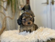 Kaninchen_Dachshund_07
