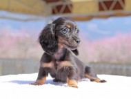 Kaninchen_Dachshund_0700 Kaninchen_Dachshund_0700
