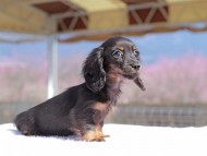 Kaninchen_Dachshund_0702