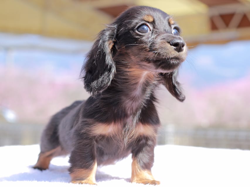 カニンヘン ダックスフンド アンリブレ ＆ リバティーの子犬 ブラックタン 女の子