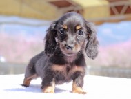 Kaninchen_Dachshund_0710