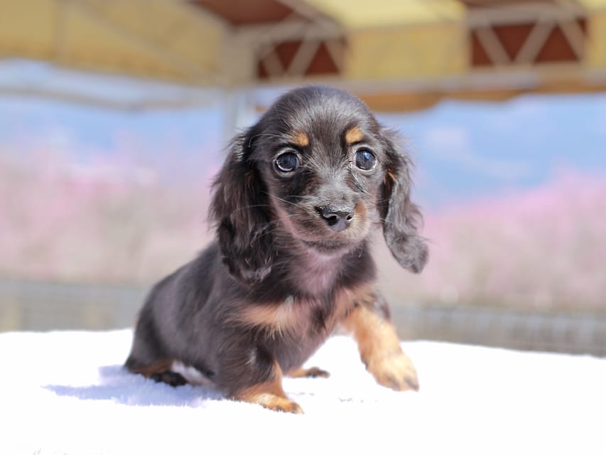 カニンヘン ダックスフンド アンリブレ ＆ リバティーの子犬 ブラックタン 女の子